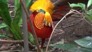 Displaying Golden Pheasant [upl. by Laks552]