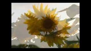 GIRASOLE  Giorgia [upl. by Sidon]