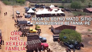 6°PEGA DE BOI NO MATO SITIO CARNAUBINHA BETÂNIA PE ORG NIEL E XEXÉU 21012024 [upl. by Ardnahsal]