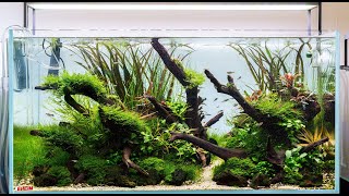 Aquascape Build Step by Step  Nature Aquarium Tutorial in an Eheim Clearscape 200 90x50x45cm [upl. by Lopes879]