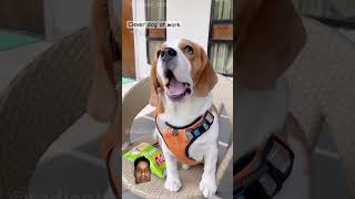 Mora man karta hai comedy funny doglover hasbandwaifecomadysorts funnycomedy motivation [upl. by Nnylimaj]