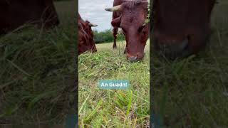 Gelebte historische Landwirtschaft im Freilandmuseum Oberpfalz [upl. by Adrienne78]