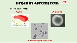 Ascomycota [upl. by Jose]