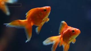 Amazing Flock of Goldfish A Stunning Underwater Adventure1003 6 [upl. by Patterman995]