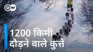 यूरोप की सबसे लंबी और कठिन कुत्तों की स्लेज रेस Europes Longest and Toughest Dogsled Race [upl. by Eizeerb170]