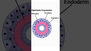 Diploblastic and Triploblastic organismstudy biology shortstrending [upl. by Eintrok]