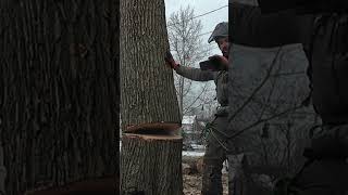 How i watch AugustHunicke  treeworker treeremoval treeservice madeforthis smallbusiness [upl. by Lerraf734]