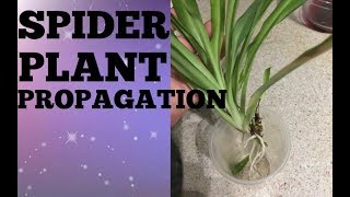 SPIDER PLANT PROPAGATION [upl. by Janka]