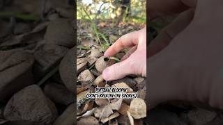 Puffball Bloopin’ don’t breathe the spores Lycoperdon aka “Wolf Farts” lastofus prometheus [upl. by Notned]