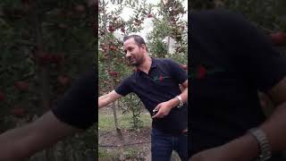 Root Stock Plants and Apple Information [upl. by Imat487]