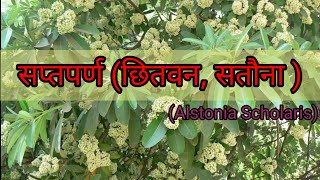 सप्तपर्णछितवनसतौना Alstonia Scholaris  Dravyagun  Bams 2nd year  Ayurvedic Medicinal Plant [upl. by Naillil]