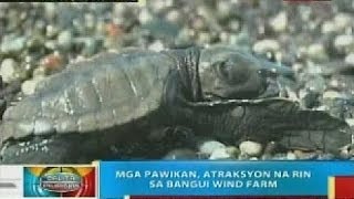 BP Bangui wind farm sa Ilocos Norte balak na ring gawing pawikan sanctuary [upl. by Gerrard]