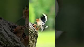 pajaro alimentando a sus crias [upl. by Irroc]