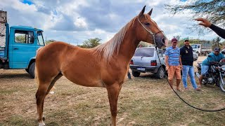 FEIRA DE CAVALO DE ALTINHO PE MUITOS CAVALOS ÓTIMOS HOJE SÁBADO 300923 [upl. by Saibot]