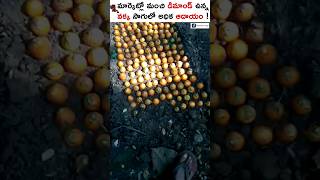 Get up to 30 Years Yield With Areca Nut Farming  High Demand and Profits shorts arecanutfarming [upl. by Notniw]