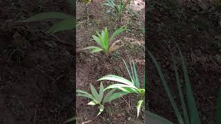 🌴Betel nut tree growing all stages  supari tree  Journey of betel nut tree  supari farming  goa [upl. by Anil249]