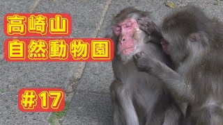 17 高崎山自然動物園 最近の老猿達 [upl. by Ratna]