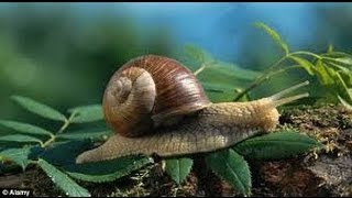 The Experts Guide to Finding Snails [upl. by Camilia]