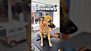 Street Dog 🐕 Grooming pets pet [upl. by Belloir734]