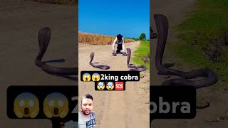 😱🐍10ft King Cobra🤯 Help🆘youtubeshorts ytshorts viralvideo shortsvideo [upl. by Barb]