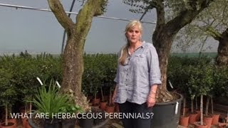 What are herbaceous perennials [upl. by Moulton]