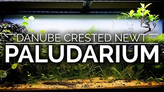 Danube Crested Newt Trickling Waterfall Paludarium  Step by Step [upl. by Oigroig]