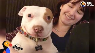 Pit Bull Dog Makes His Family Whole Again  BEAU  The Dodo Pittie Nation [upl. by Eiryk]