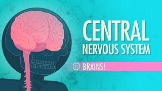 Central Nervous System Crash Course Anatomy amp Physiology 11 [upl. by Marthena955]