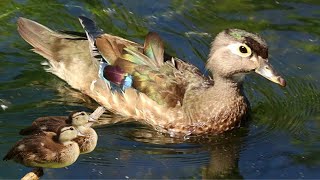 Wood duck female call [upl. by Eilram]