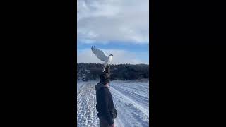 Ragnar Gyr Falcon flying free hunting Ducks and Partridge falcon falconry wildlife hunting [upl. by Grinnell]