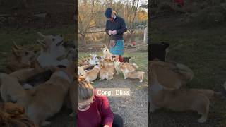 SO many CORGIS Come join us corgi corgilove corgibliss animals  corgilover corgis [upl. by Nnylaehs]