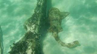 Bulwer Wrecks Moreton Island [upl. by Ahsaeyt770]