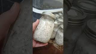 Birthing Mushrooms Colonized Mycelium WBS Jars to Bulk Substrate mycology shorts foryou [upl. by Lucier]