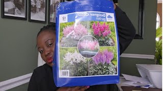 All About Astilbe Planting the Best Way I Know How 🍁🌺🌿 Zone 7B Gardening Waldorf MD [upl. by Harraf851]