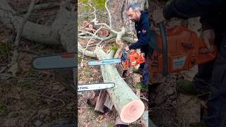 Stihl ms 660  Husquarna 372 xp [upl. by Cordle586]