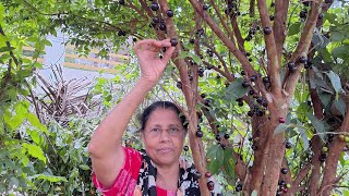 ജബോട്ടിക്കാബ പഴം കേരളത്തിൽ ഇത്രയും നന്നായി കായിക്കുമോ jaboticaba fruit kerala [upl. by Wordoow]