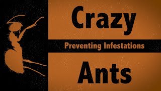 Tawny Crazy Ants  Preventing Infestations [upl. by Biddle]