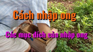 Cách nhập ong và các mục đích nhập ong [upl. by Maure819]