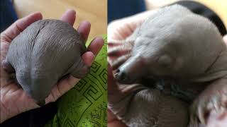 Pugsley the baby echidna  puggle magick NQ Wildlife Care [upl. by Anuahs]