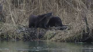 River Otters at Ottawa National Wildlife Refuge [upl. by Cassy]