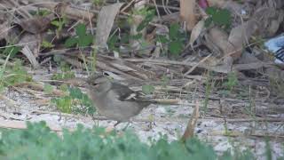 Common Chaffinch Fringuello Fringilla coelebs female [upl. by Acimad448]