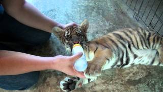 Bottle Feeding Baby Tiger [upl. by Lebama]