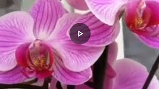 Orchids  Plant Varieties Series for Indoor Placement [upl. by Acinorej]