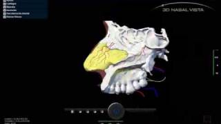 3D NASAL VISTA  Demo 03 [upl. by Latyrc]