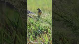 Western Meadowlarks And Eastern Meadowlarks Often Overlap In Their Ranges birds meadowlark [upl. by Ennahoj]