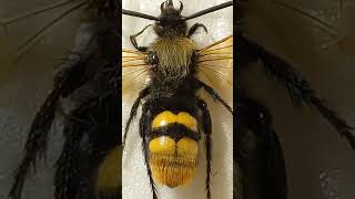 Difference of Big Hornet amp Scolia Male Vespa amp Megascolia amp Small Paravespula Wasp Vespid amp Scoliid [upl. by Nageam570]