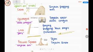 Anatomi Tulang Terminologi tulang dan Bone Surface Marking [upl. by Anyel]