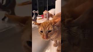 The Silliest Cat Moments You Wont Stop Laughing At [upl. by Aicilet241]