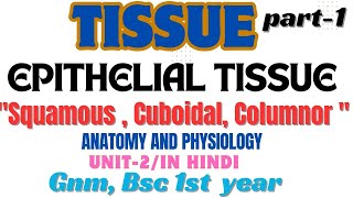 TissueEpithelial Tissue  Squamous  Cuboidal  Columnor  Anatomy and physiology  unit2  gnm [upl. by Schach]