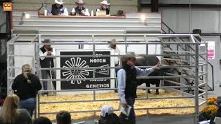 Top Notch Angus Genetics Wheeler OK OCT 2024Oct19130132mp4 [upl. by Larena]